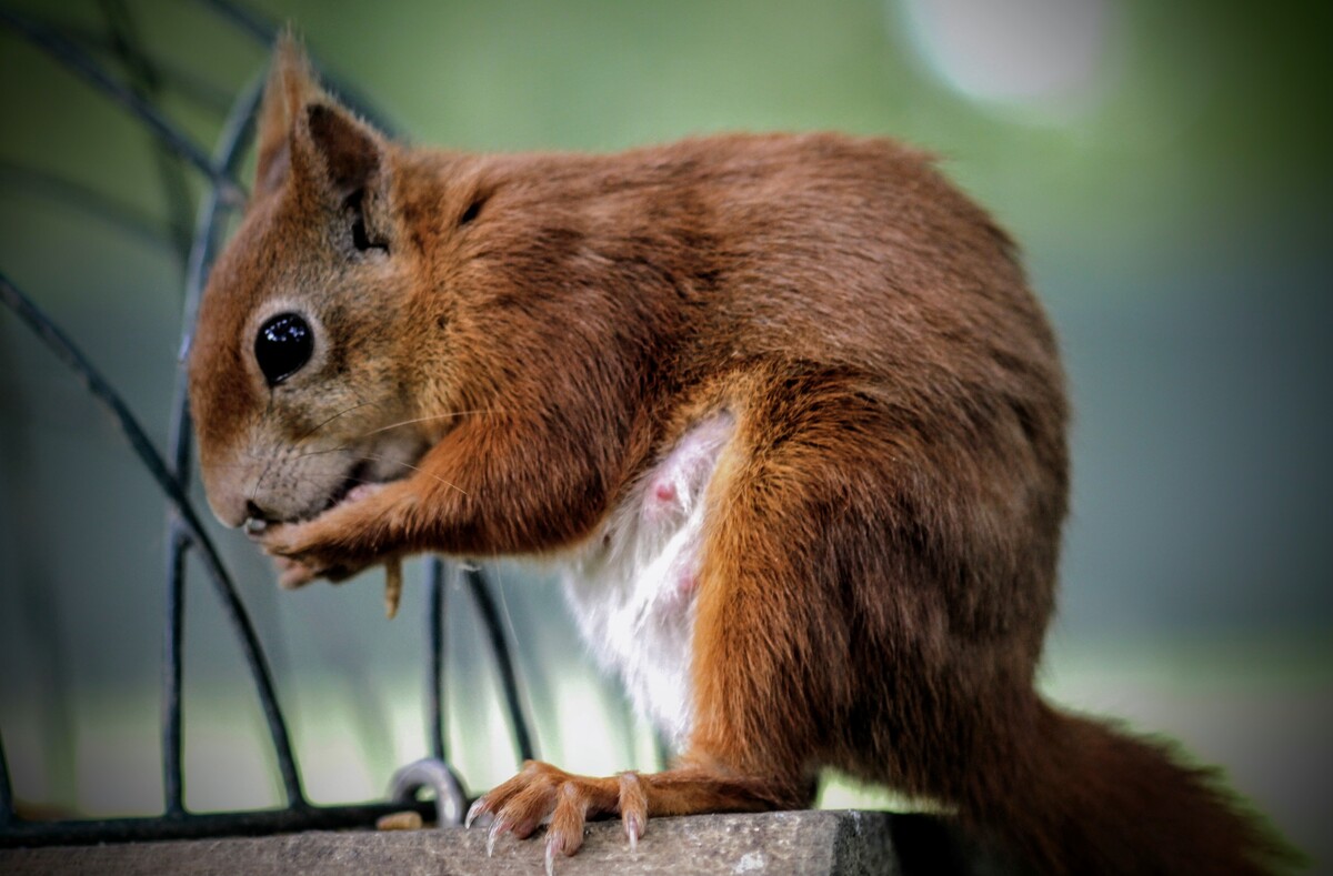 CH  “New Mamma” .. energy boost 